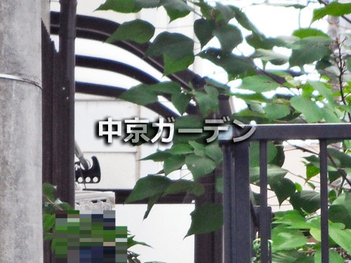 ܹŸ ̾ĥ  쥮顼ƥ饹1ܱѥͥ